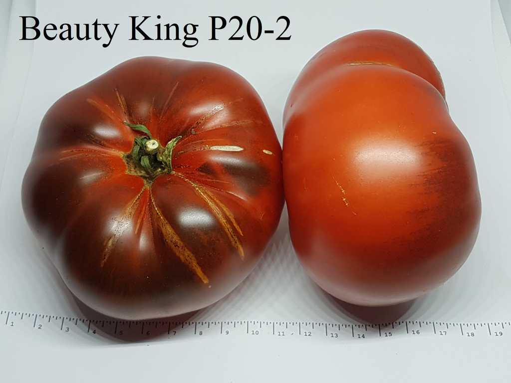 Beauty King P20 -2 